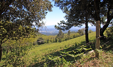 Maçanet de Cabrenys - Cami a Salines